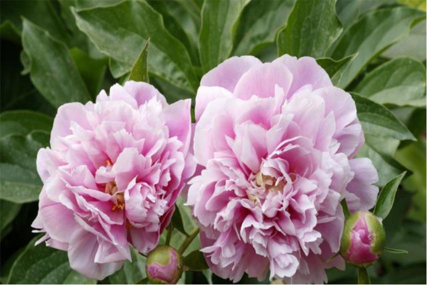 芍药花适合室内养殖吗北方,如此艳丽的芍药花你会养吗