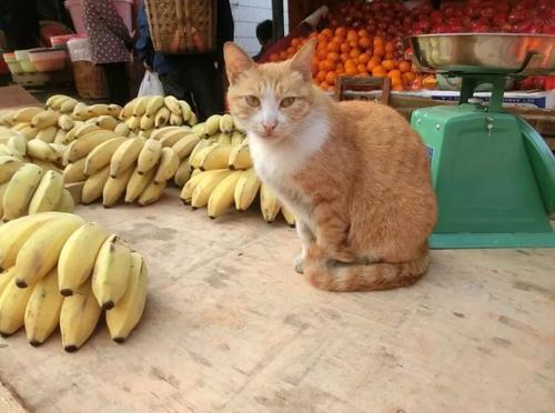 猫咪合照摆摊,猫咪摆摊图片