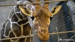 5名大人在丹麦儿童节目全裸，性教育过于真实让全球网友吵翻天