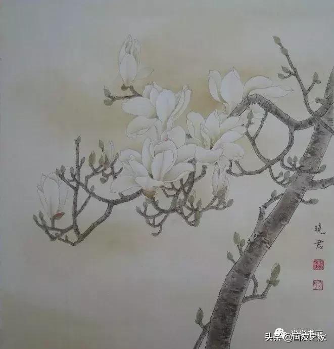 工笔玉兰的画法和染色,工笔玉兰花教学