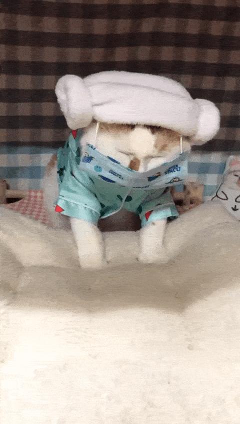 可可爱爱的猫狗,可可爱爱的流浪猫咪