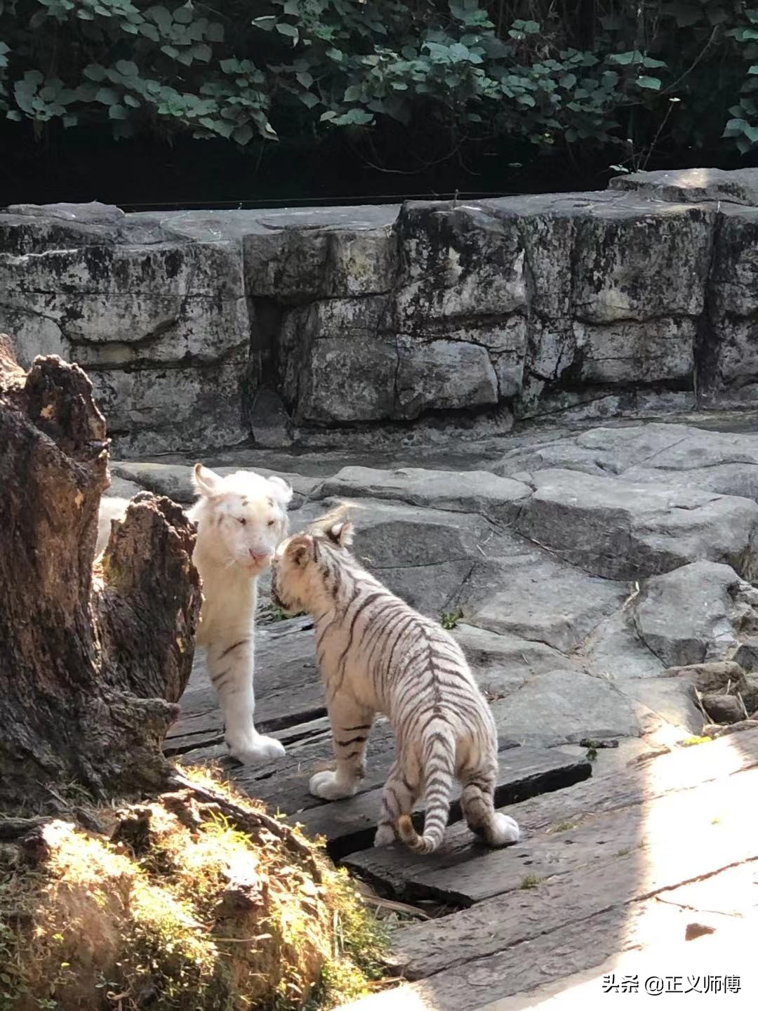 长隆动物园的动物,广州的长隆野生动物园有哪些动物