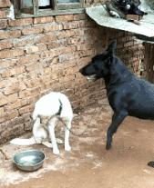 谁这么缺德原版,谁这么缺德原版视频