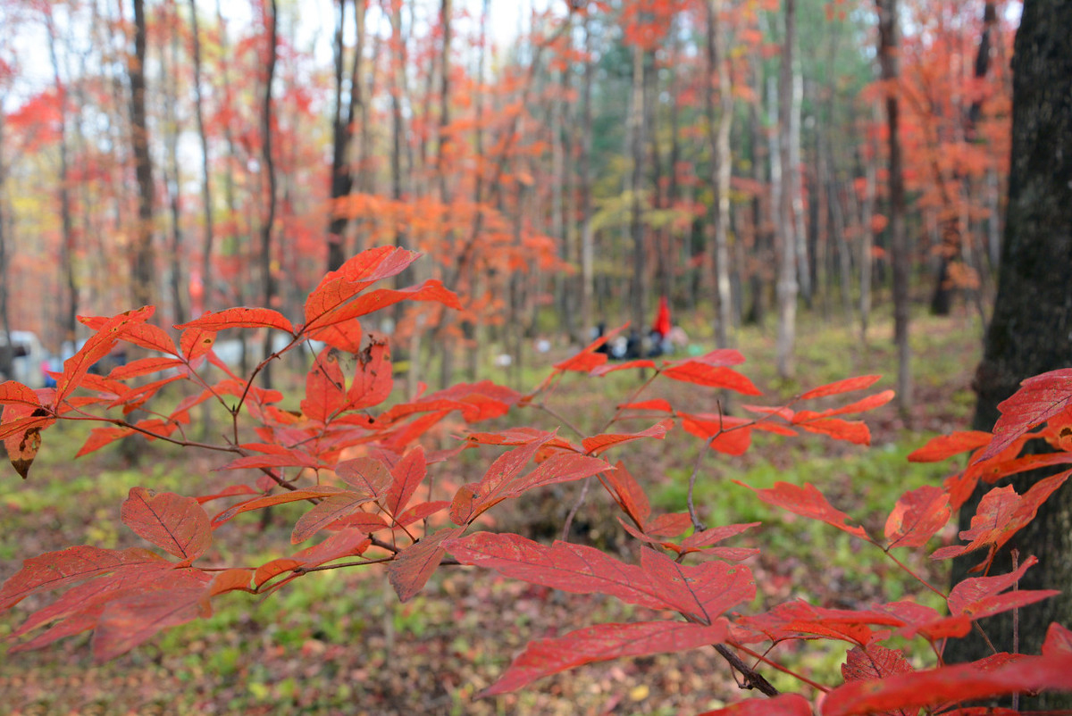 吉林大米特点,吉林最好的大米产地排名