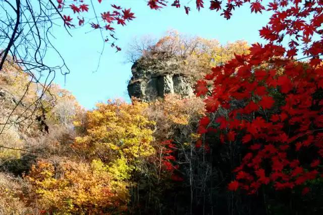 大连枫叶最佳观赏时间,大连枫叶红视频