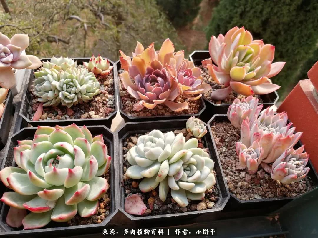 无肉不欢的肉瘾少女，日日沉迷于美色无法自拔！