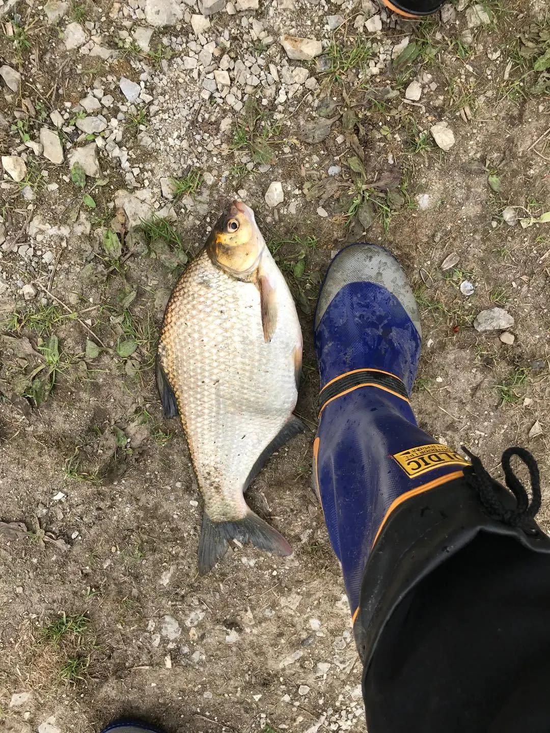 水库鱼一百斤,水库鱼100斤