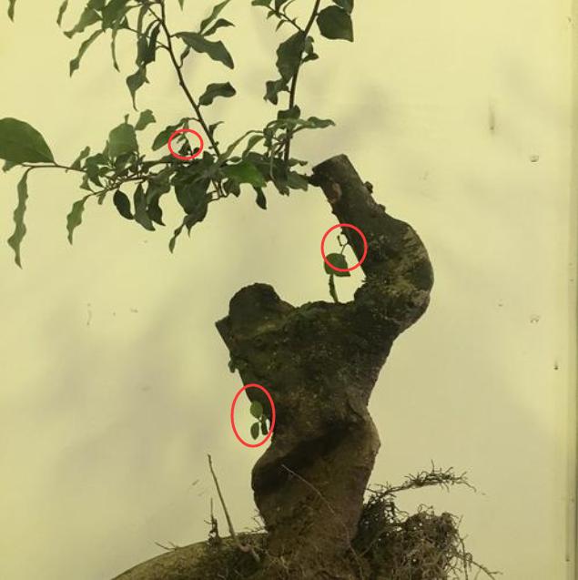 金弹子怎么养护才能开花结果,金弹子开花挂果注意事项