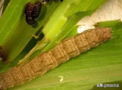 作物病虫害越来越严重,明年农作物需要关注哪些病虫害