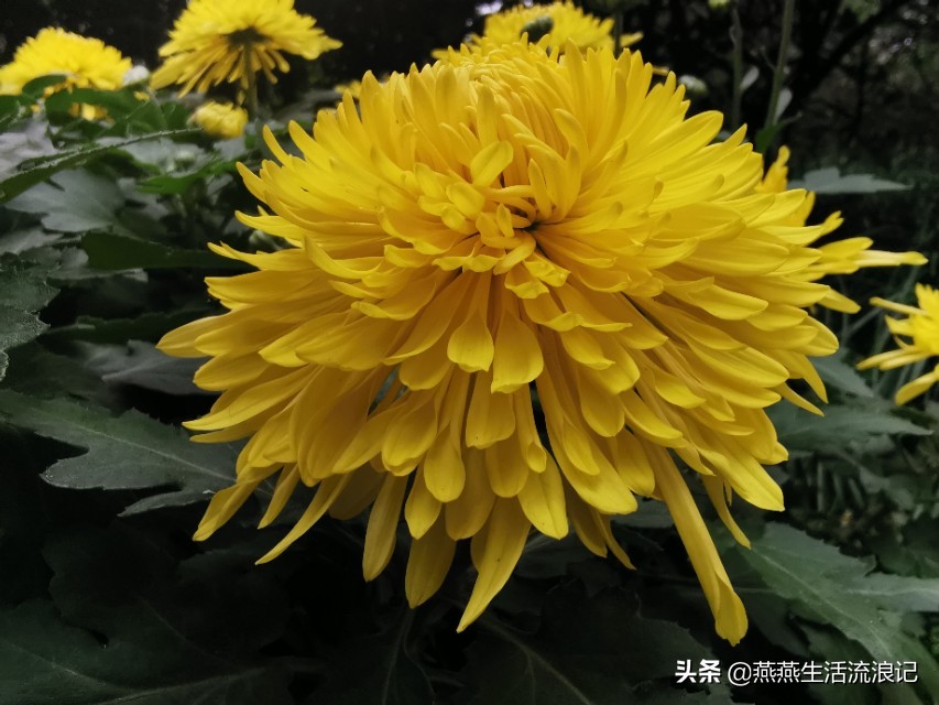 菊花养护有诀窍手把手教你,室内养花什么菊花好养活