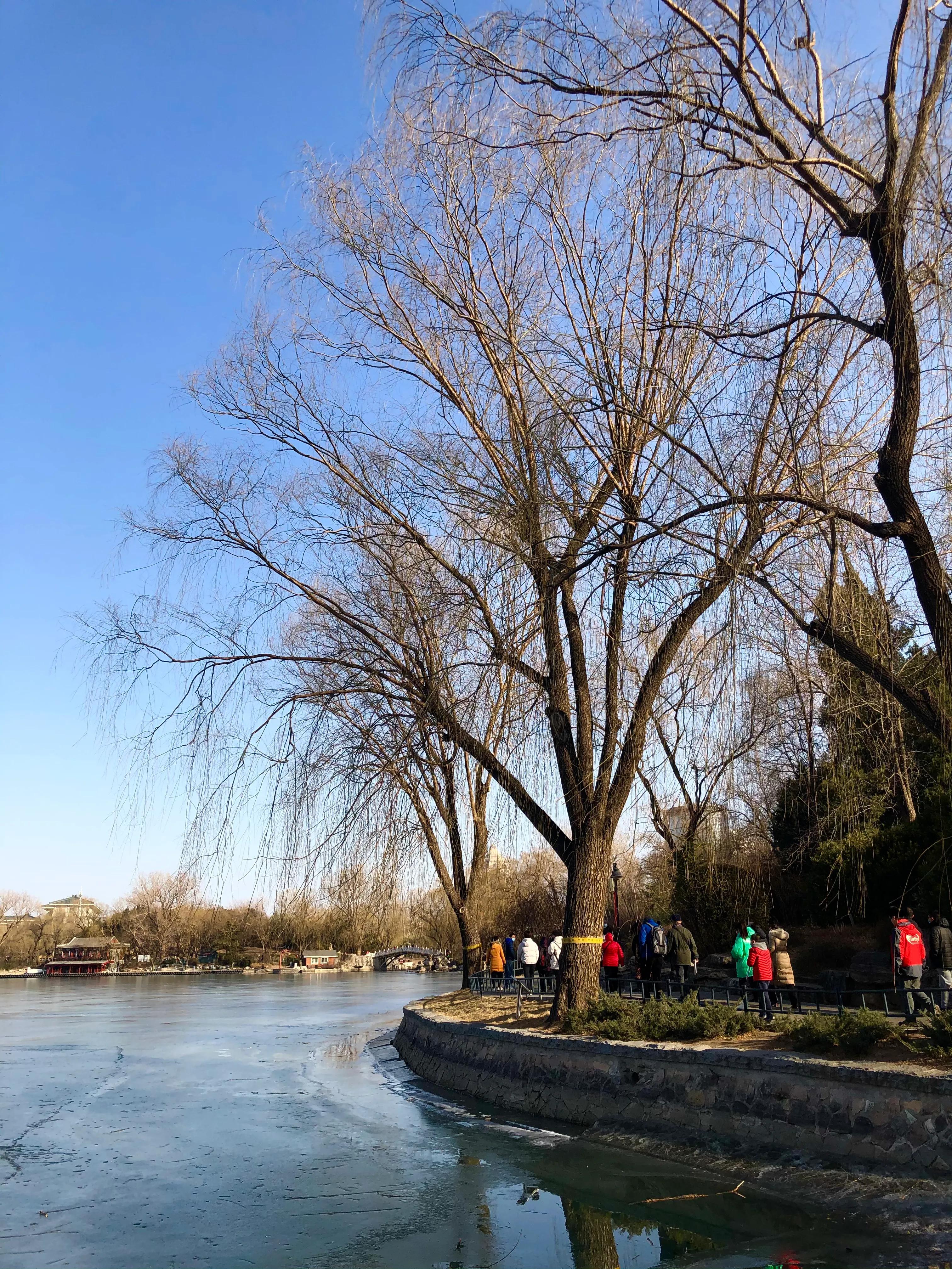 冬日紫竹院公园最新消息,冬日紫竹院公园