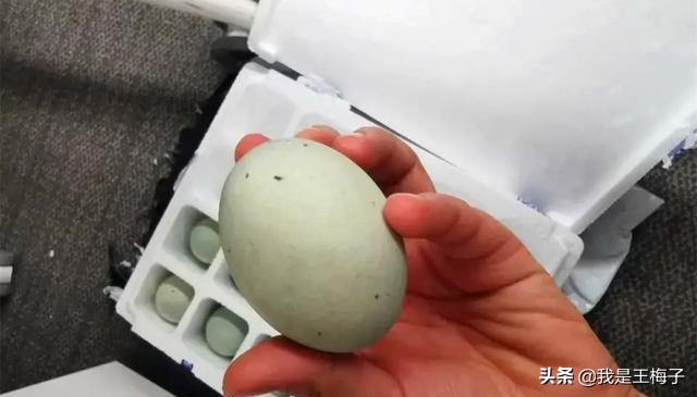 买皮蛋回来发现里面有异物怎么办,买皮蛋注意哪些