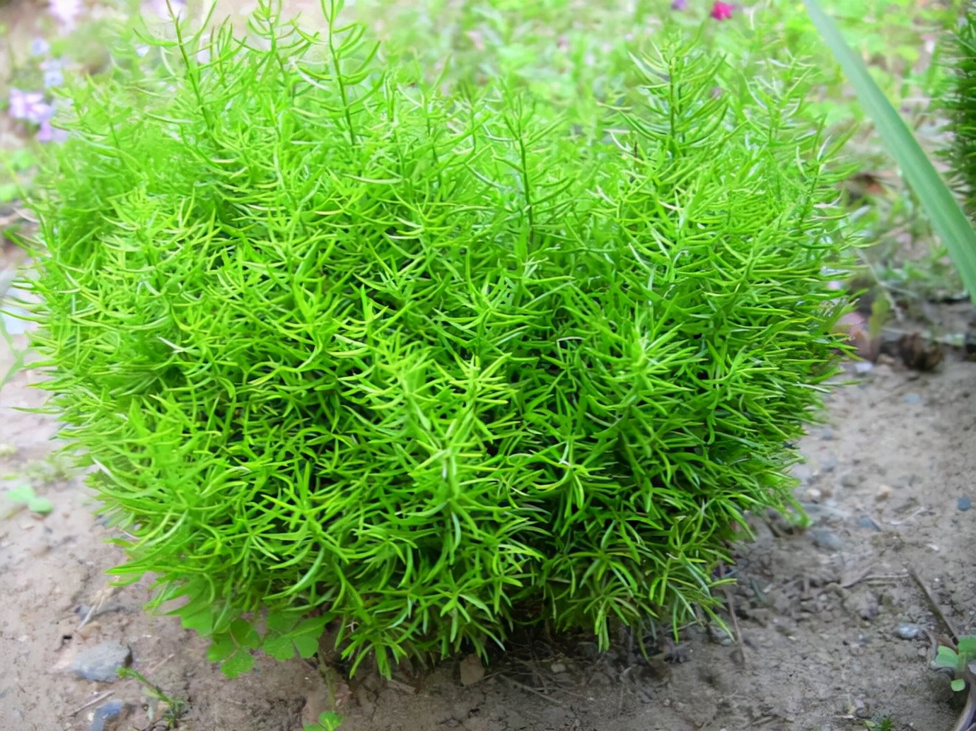 口干舌燥皮肤干燥吃什么中药,治口干咽干的经典名方