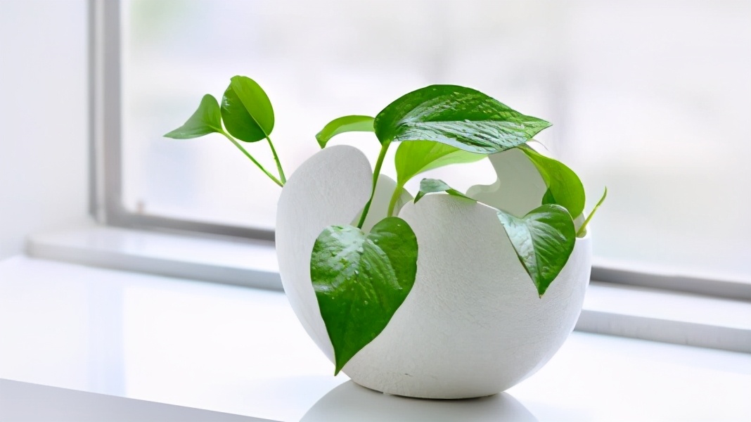 水培绿萝黄叶怎么处理,水培绿萝黄叶有什么方法补救