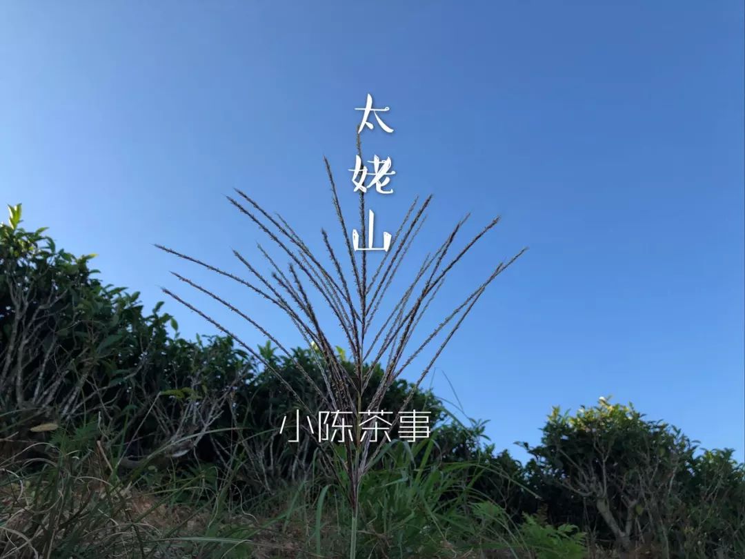 白茶红茶绿茶都是碱性的吗,白茶茶汤酸涩是什么原因