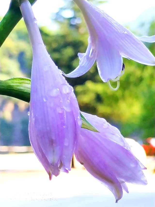 山间的野花不名贵，芬芳季节争艳斗菲“一花一世界一叶一菩提”