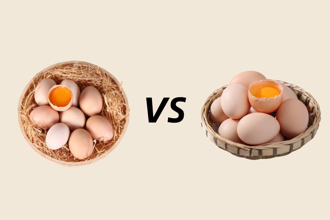 草鸡蛋土鸡蛋鲜鸡蛋有什么区别,白鸡蛋红鸡蛋土鸡蛋的区别
