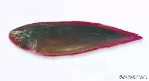 海洋科普世界上都有什么鱼,十种受欢迎的海鲜鱼类