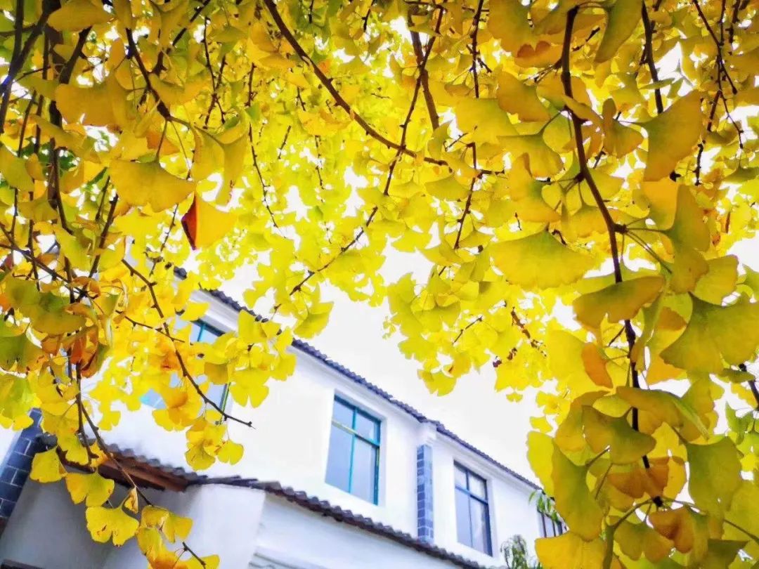 清凉寨春节活动,清凉寨枫叶节