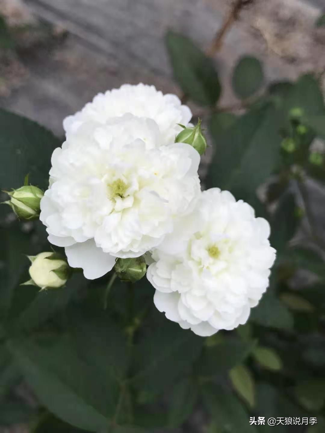 优雅女士月季花,奇葩月季品种图片