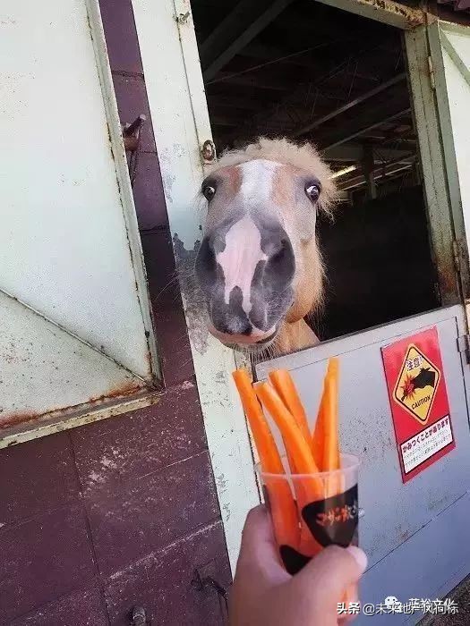 母亲牧场要玩多久,低成本花园家庭农场亲子乐园