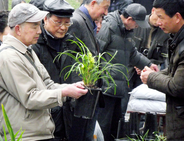 兰花品种蓝凤凰,兰花品种大将军