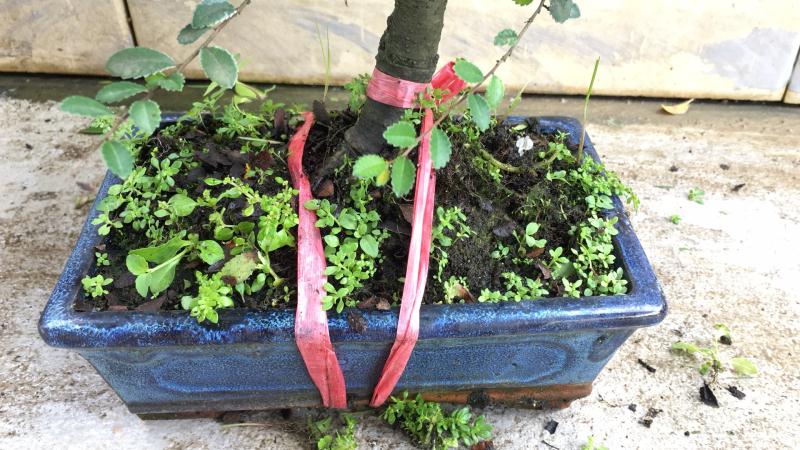 新手也能学会的修剪盆景技巧,枸杞盆景修剪技巧图解