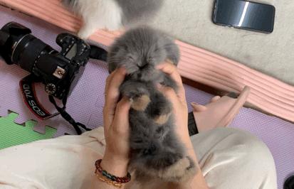 西安有哪些可以撸兔子的店,西安撸兔子的店