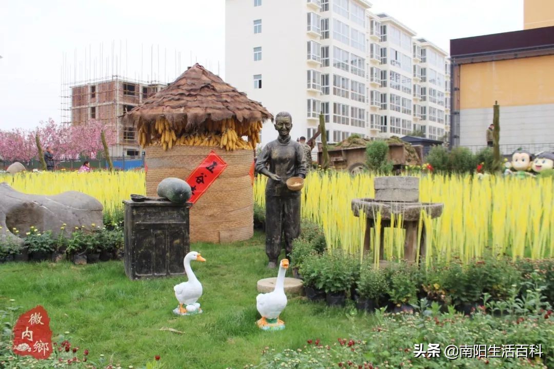 内乡梨苑山庄菊花展,内乡31届菊花展