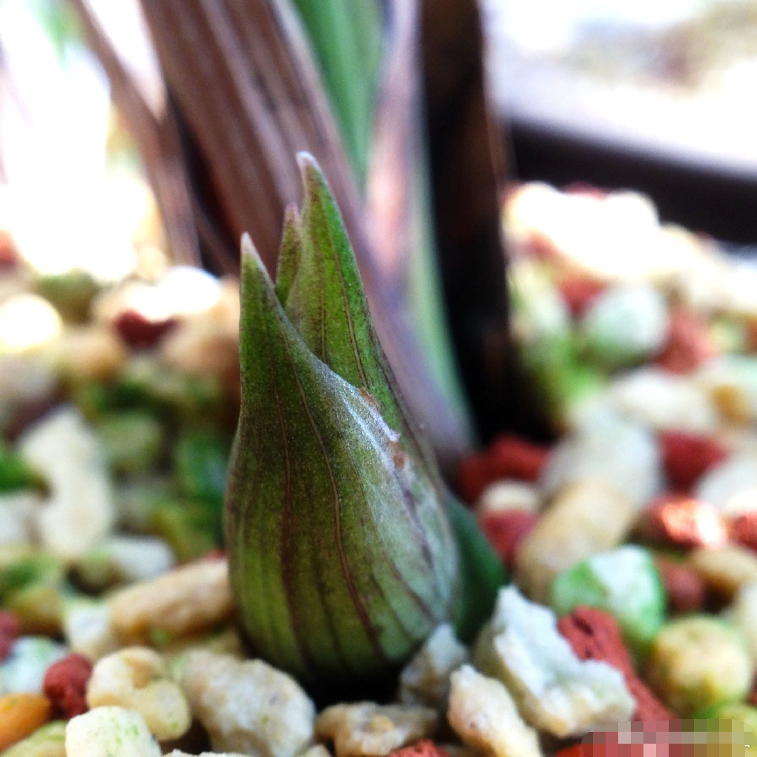 蕙兰老八种里最好看的品种,蕙兰中最值得入手的品种