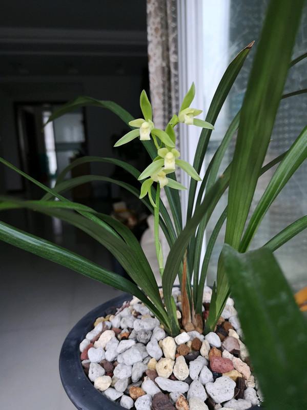 高贵兰花怎么养才能旺盛容易开花,好养的兰花既高贵又漂亮惹人喜欢