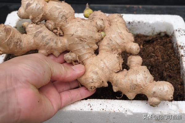 买一块生姜自己种吃一年,买一块生姜自己栽种吃一年