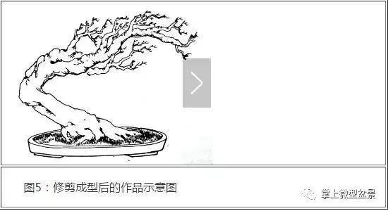 盆景主要分为树桩盆景,自然类树桩盆景和规律类树桩盆景