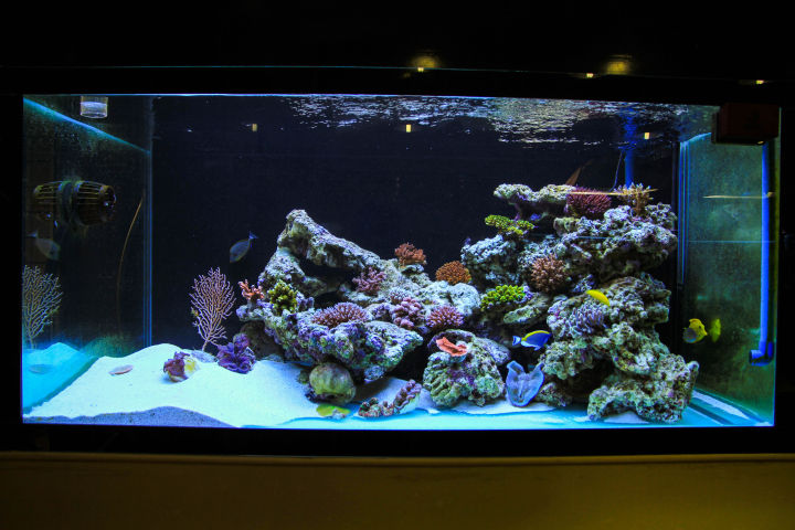 养硬骨珊瑚需要什么设备,新手养珊瑚步骤