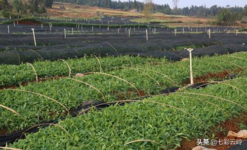 “云南科技扶贫百名县长直播”泸西：春风十里，不如在这里遇见你