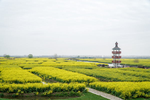 踏春赏花正当时，打卡千垛水上油菜花！玩转兴化景点美食全攻略