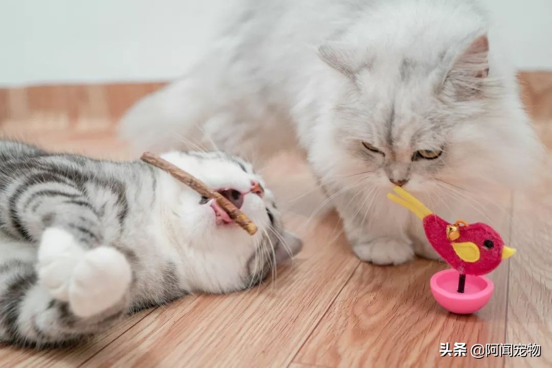 养猫咪怎么最省钱也能吃好,猫咪适合穷养和懒养