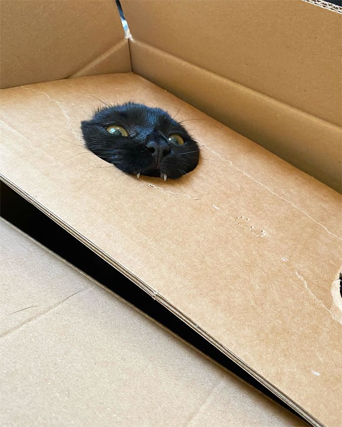 猫咪虽可爱但被抓,猫咪小尖牙