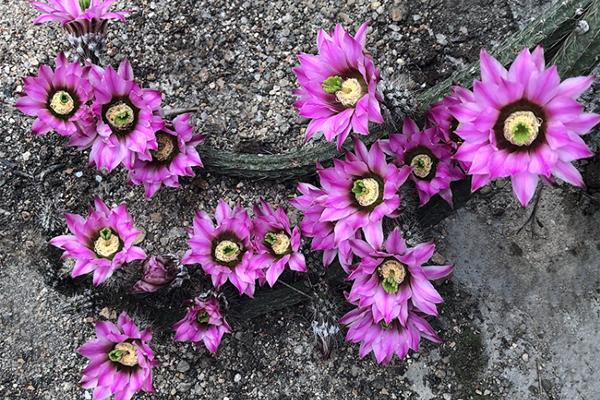 仙人掌开花有多美,仙人掌花开好娇艳