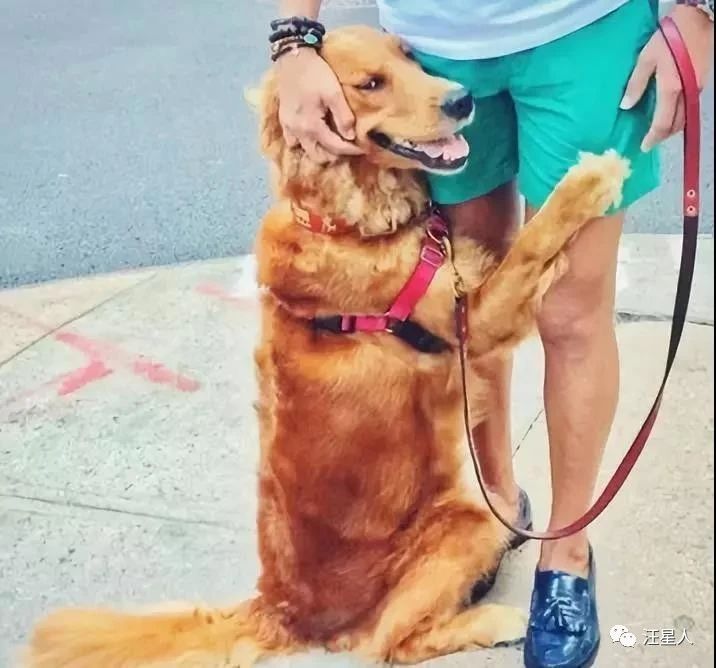 金毛训练抱腿,金毛抱住腿