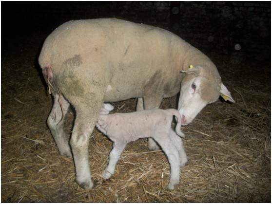 母羊难产助产猛压肚子,母羊难产助产全过程
