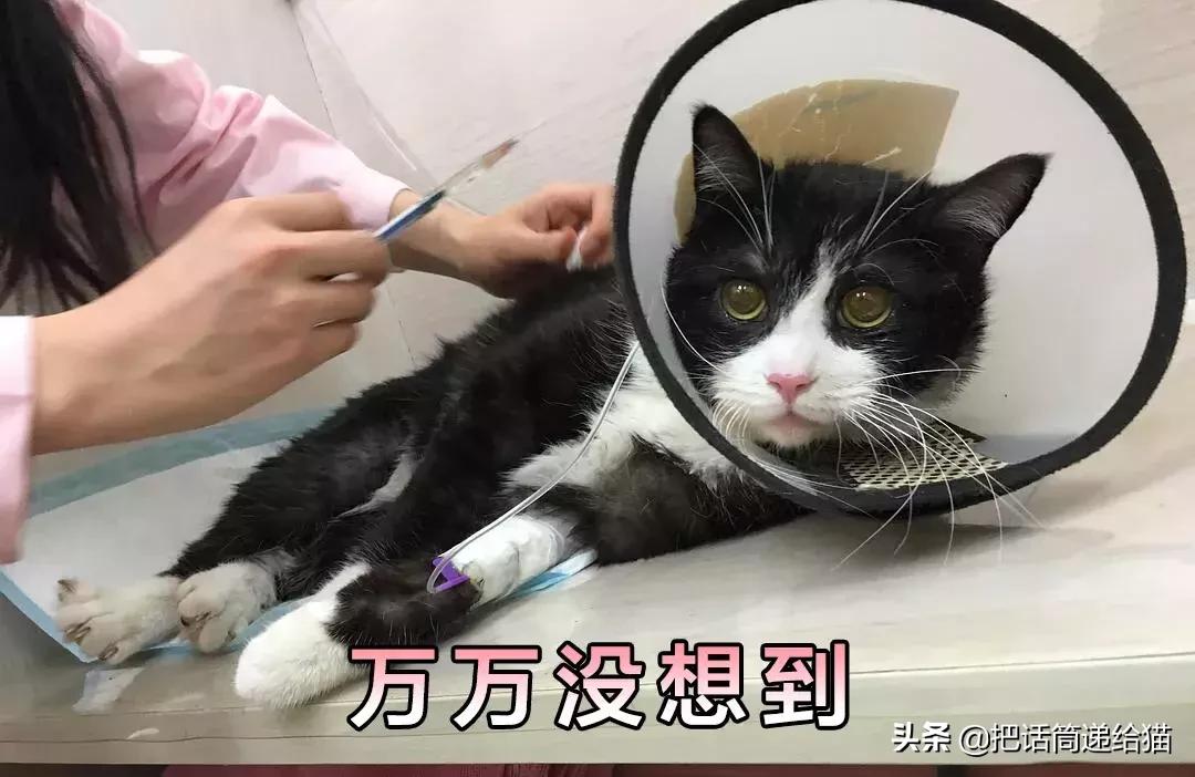 猫故事全集,猫故事小说