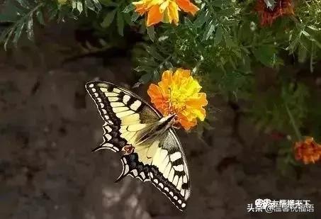 《家庭兴旺歌》《和谐歌》《夫妻歌》太绝了！句句精辟