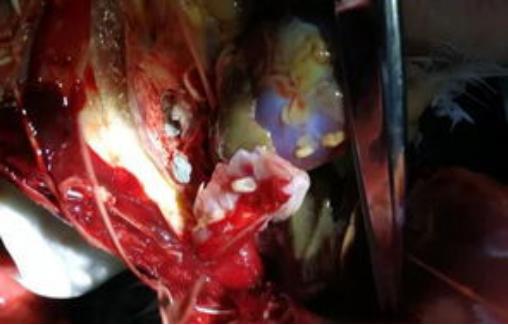 赛鸽念珠菌和霉菌有什么区别,博金鸽药