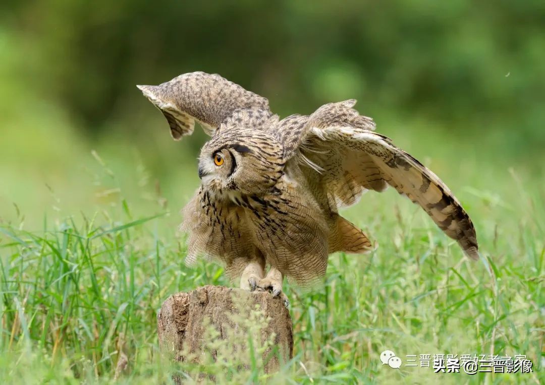 索尼相机a1是否值得入手,索尼a1相机拍鸟怎么样