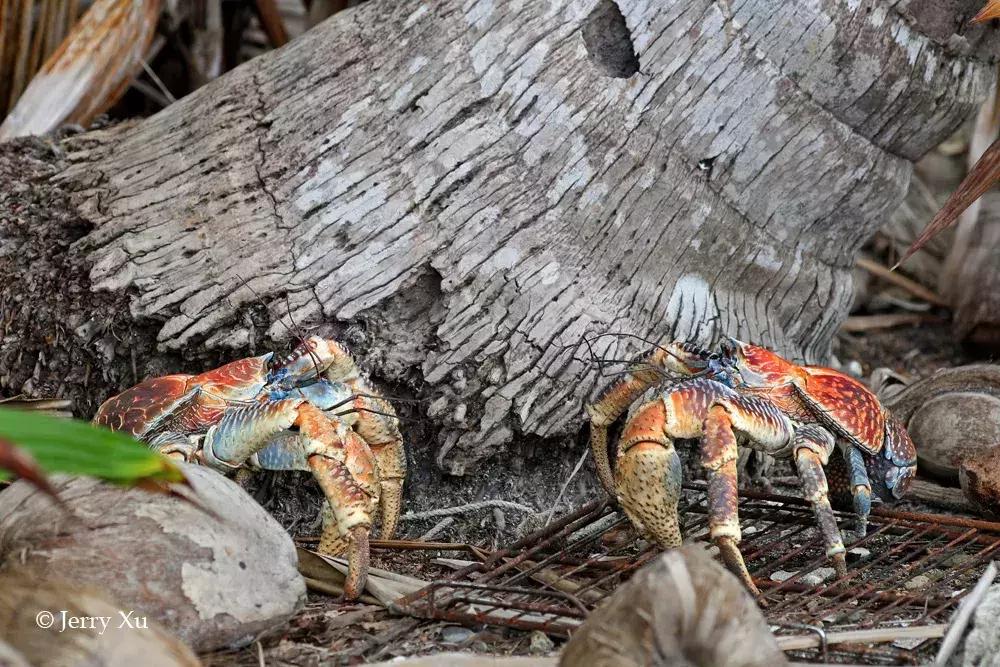 大师评图VOL.59丨“哥斯拉”出没注意！摄影创意无限！