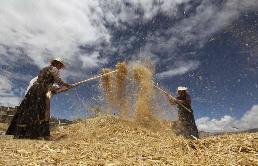 地理志|*藏西**青稞——高原田野上的唯一主角,营养成分高乎想象?