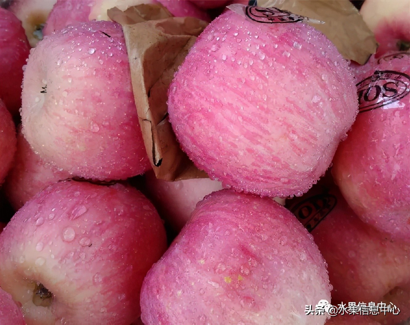 国内最好的苹果品种排行榜前十名,响富苹果和元富红苹果哪个品种好