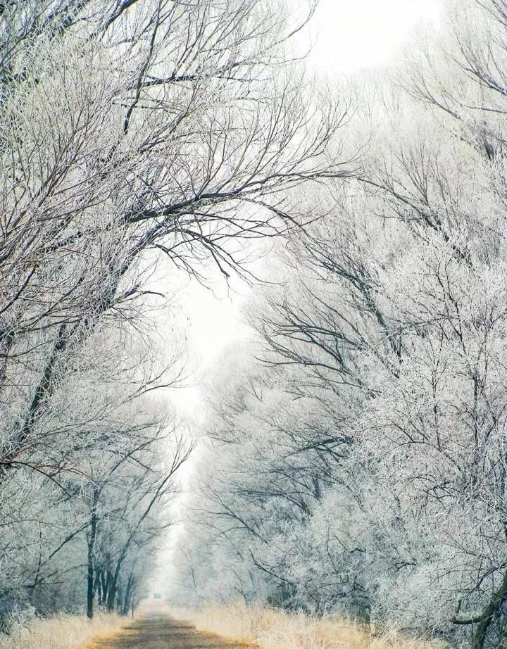 此生必去看一次雾凇太美了,此生必去看一次雾凇简直要美哭了