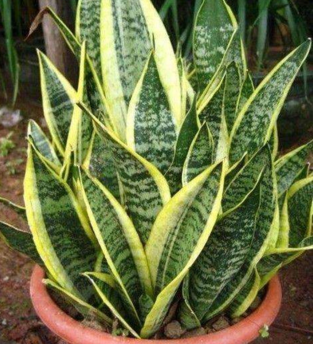 虎皮兰养护方法和注意事项,虎皮兰养护的正确方法